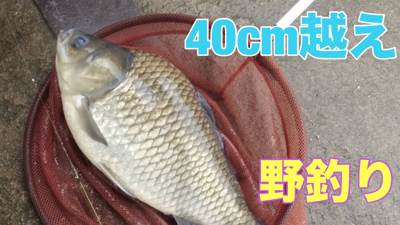 大きいへら鮒を求めて　中沼