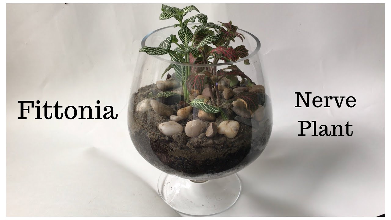 Fittonia Terrarium | Nerve Plant
