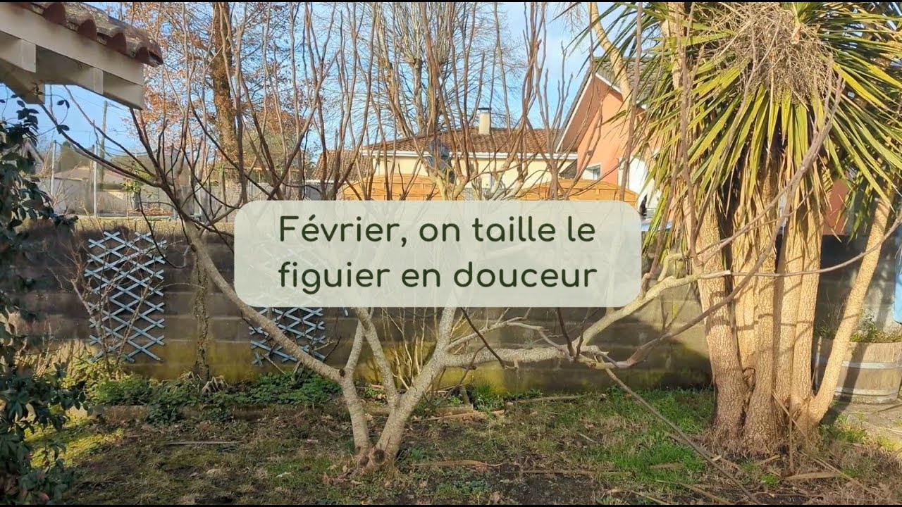 Février, on taille le figuier en douceur
