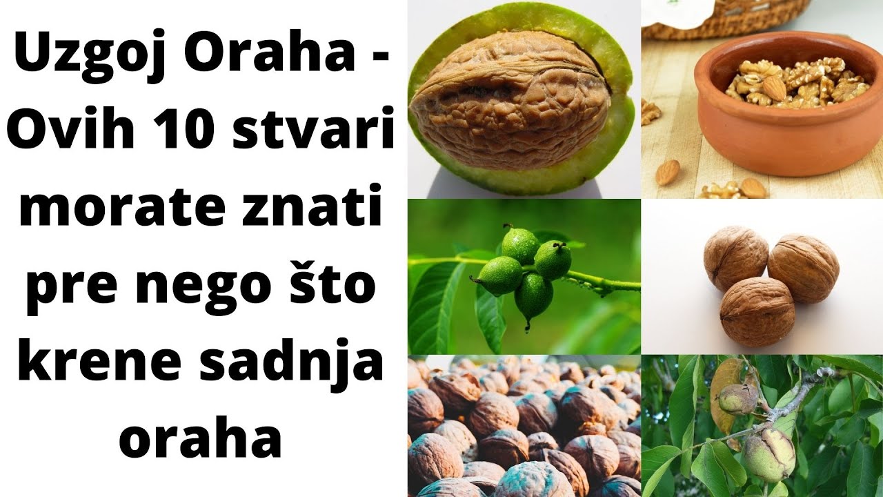 Uzgoj Oraha - Ove 10 stvari morate znati pre nego što krene sadnja oraha