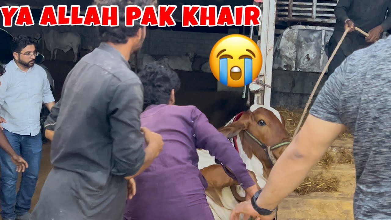 Allah Pak Ne Hadsay Se Bacha Liya || Amazing Cattle Farm 2026 || Bakra Eid