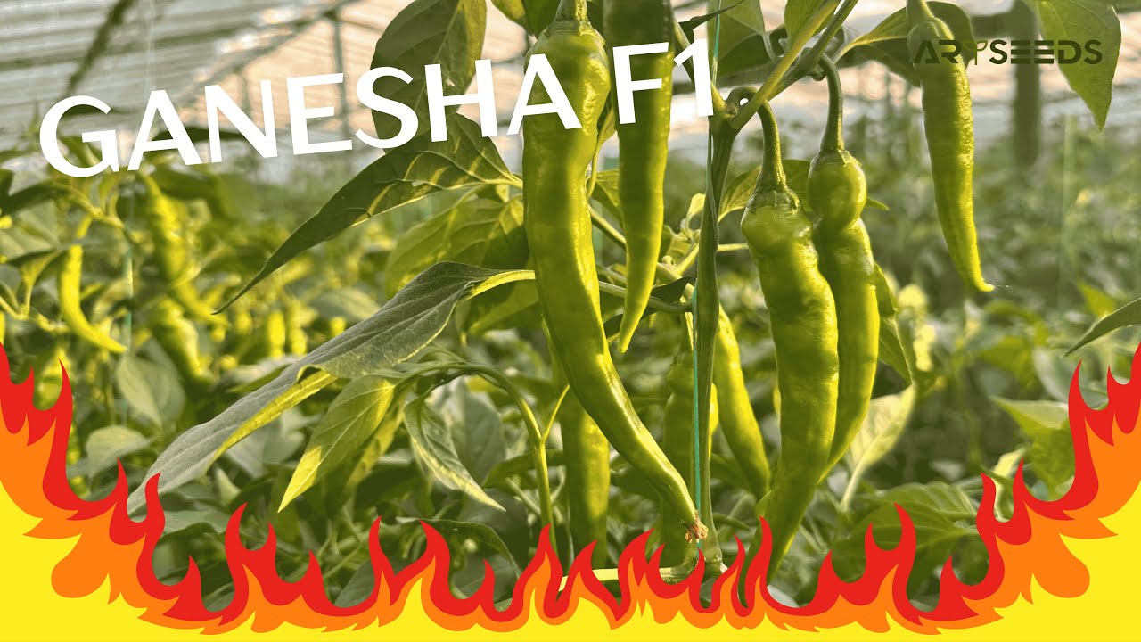 Ganesha F1 -çili tip acı bibər hibridi. Türkan qəsəbəsi, 28.08.2025