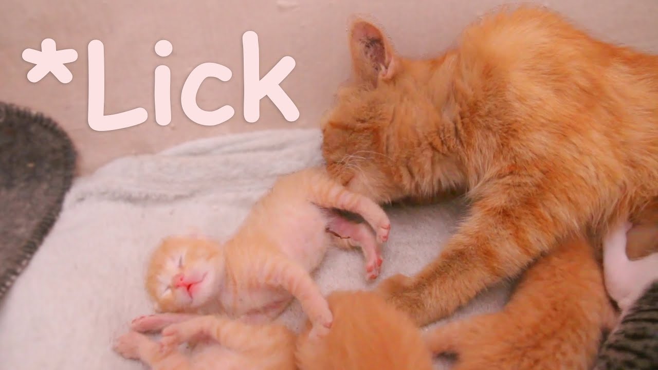 Jealous Kitten Protests as Foster Mom Cat Grooms a Tiny Newborn 😾 | POOR KITTEN Nursed by Big Cat