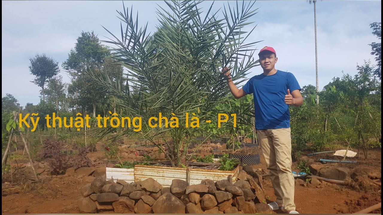 Kỹ thuật trồng chà là nhanh phát triển !