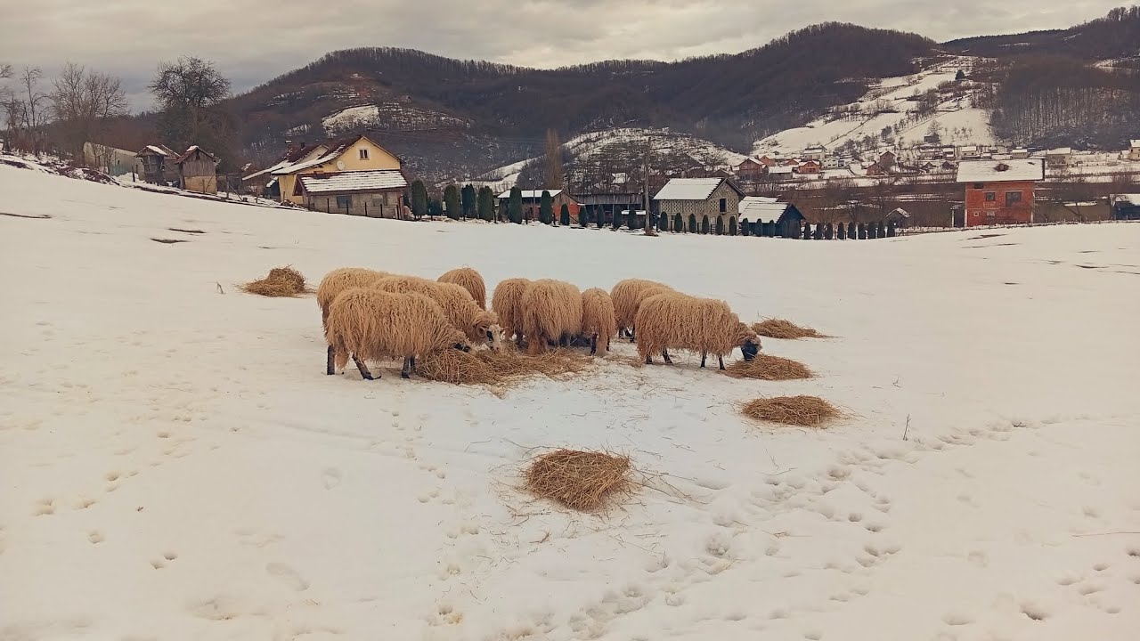 Polučivanje ovaca za janjenje...