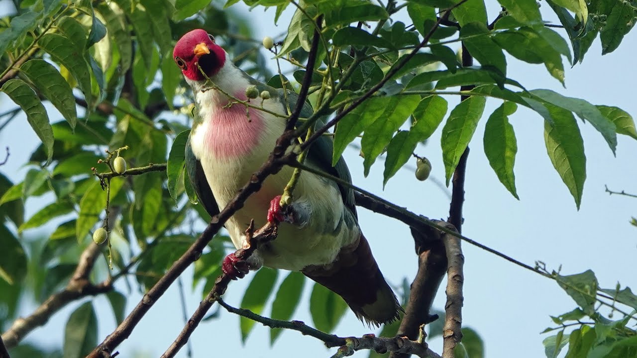 Male JAMBU FRUIT DOVE foraging on false curry leaf fruits