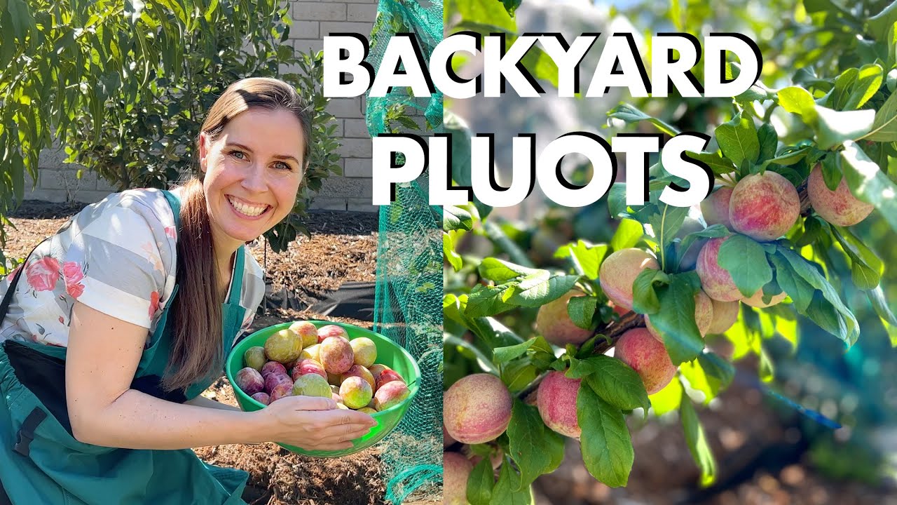 My 2023 Pluot Harvest | Where Pluots Came From & What They Taste Like | Dapple Dandy & FlavorGrenade