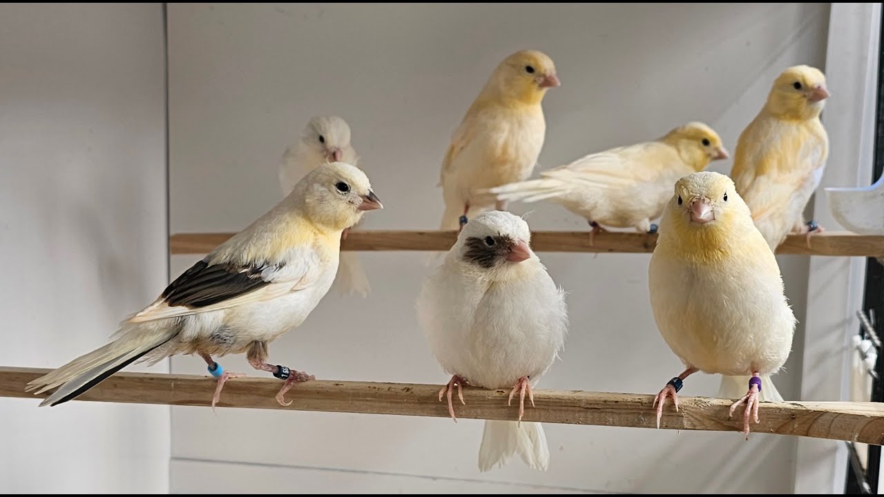 Red Canary Breeding Season 2023 (part 9)