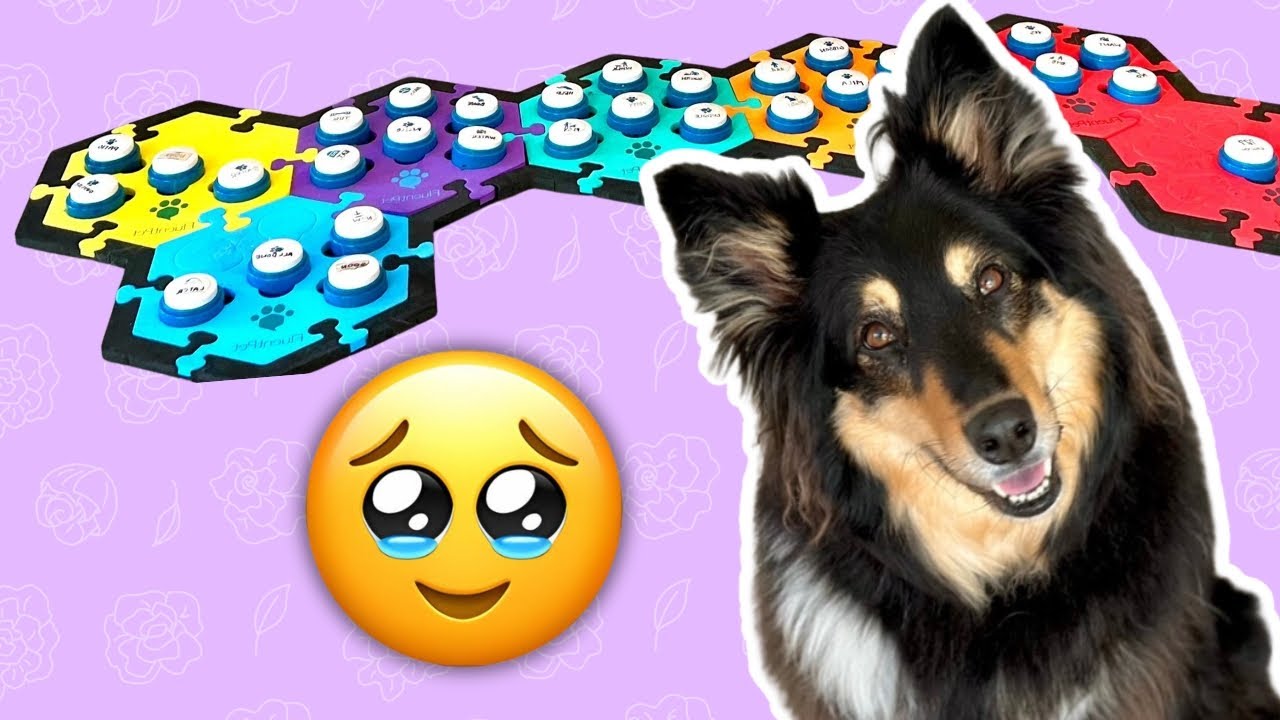 TALKING DOG BUTTONS - MILA JULY HIGHLIGHTS AND BEST MOMENTS