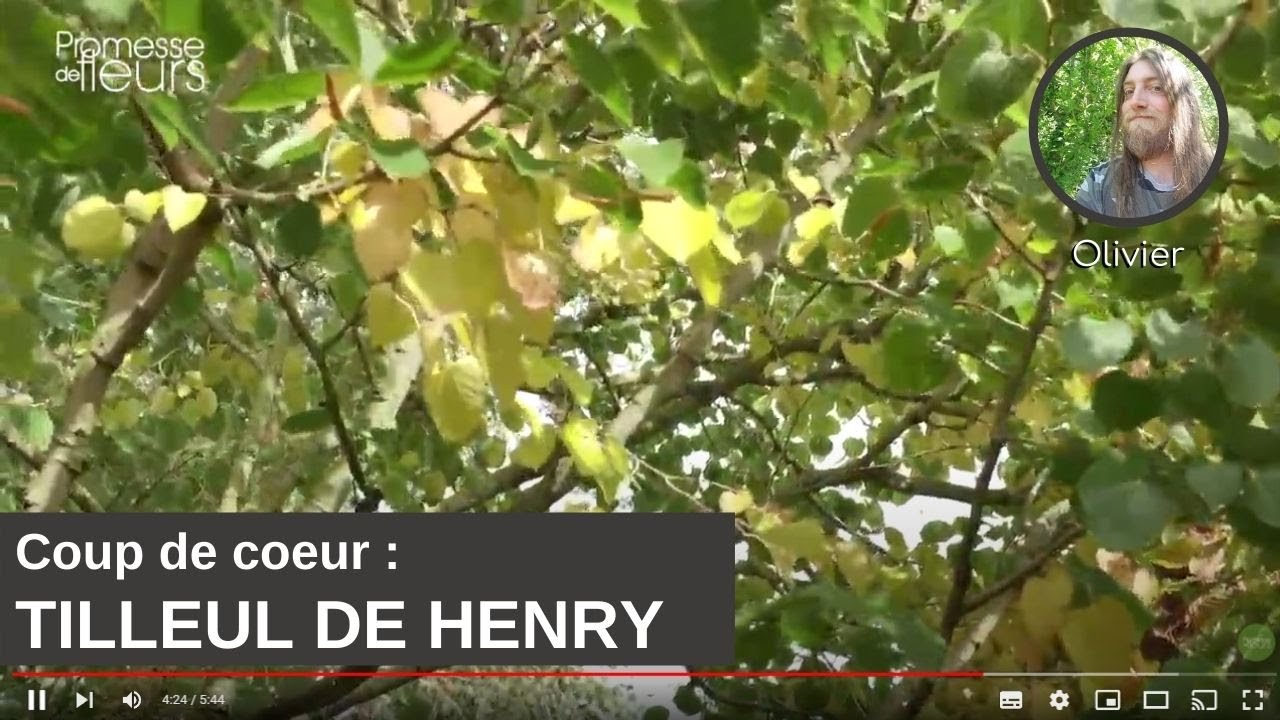 Coup de cœur d'Olivier : le Tilleul de Henry