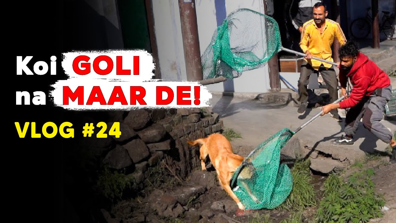 Rescuing a rabid dog | Vlog 24