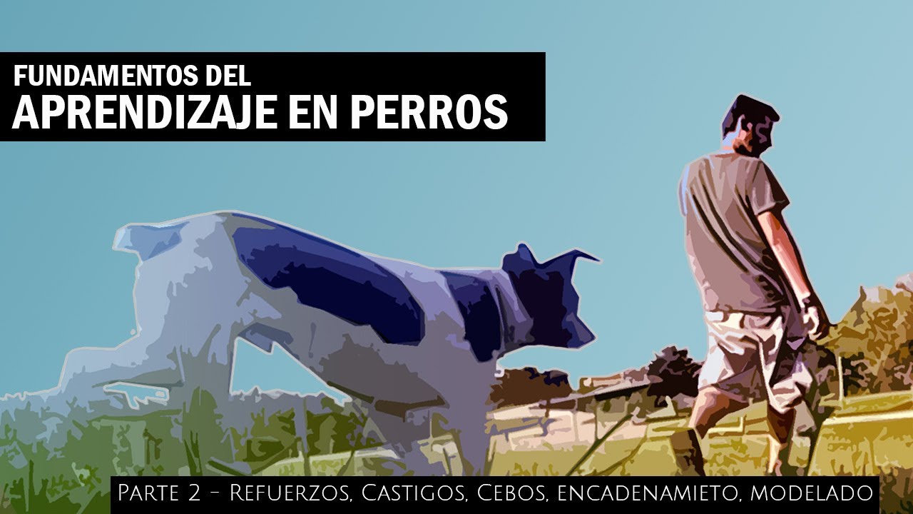 Fundamentos del aprendizaje - Cebos, Modelado, Encadenado, Refuerzos y castigos  - Parte 2 -