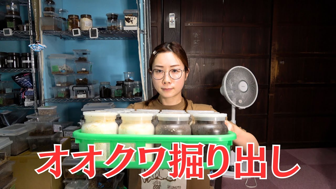 オオクワガタがついに成虫になりました
