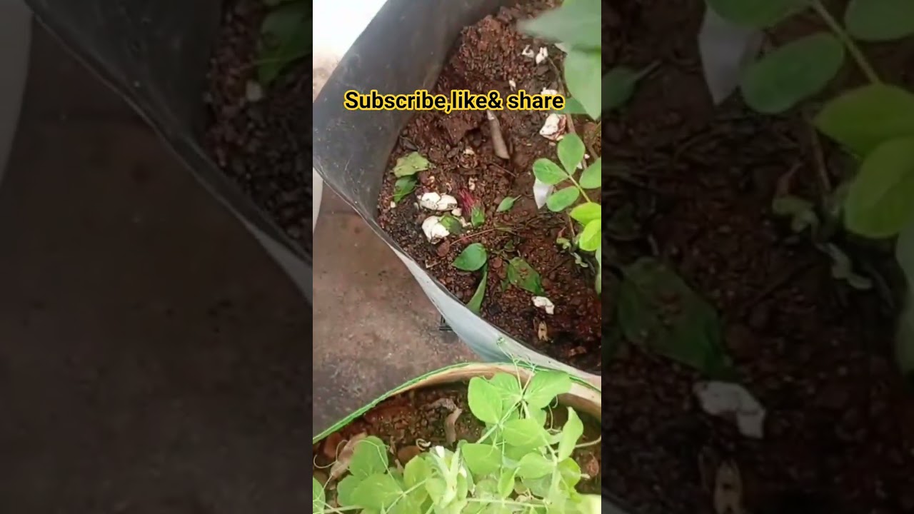 Amazing green  chilli 