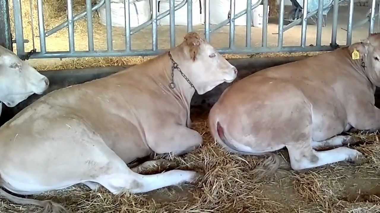 Blonda Aquitania - Ganader&iacute;a Soto Fresnos 01/09/12 - Novillas 5&ordm; Concurso Nacional de Salamanca