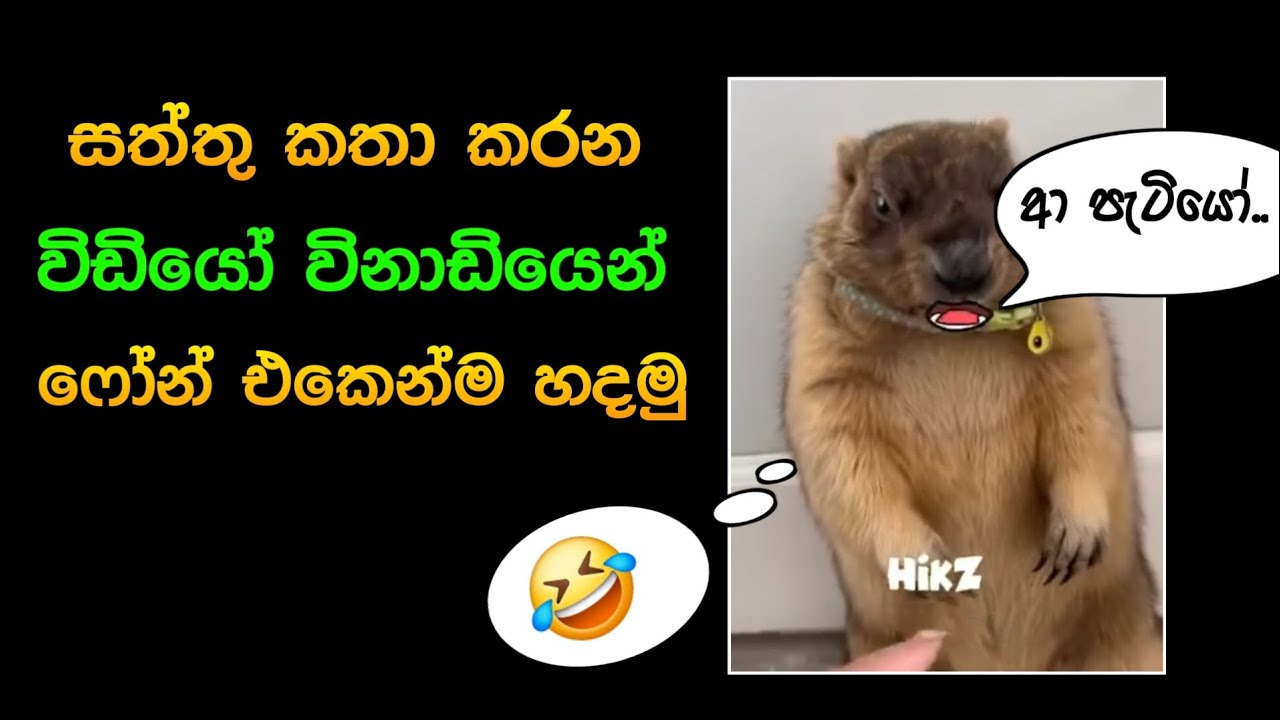 සත්තු කතා කරන video හදමු🤣 | how to make animal talking video sinhala | SL Academy