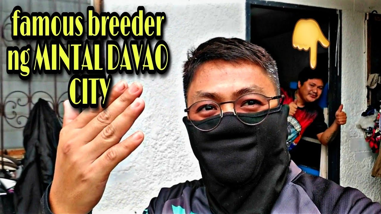 FAMOUS BREEDER FLOWERHORN NG MINTAL DAVAO CITY.