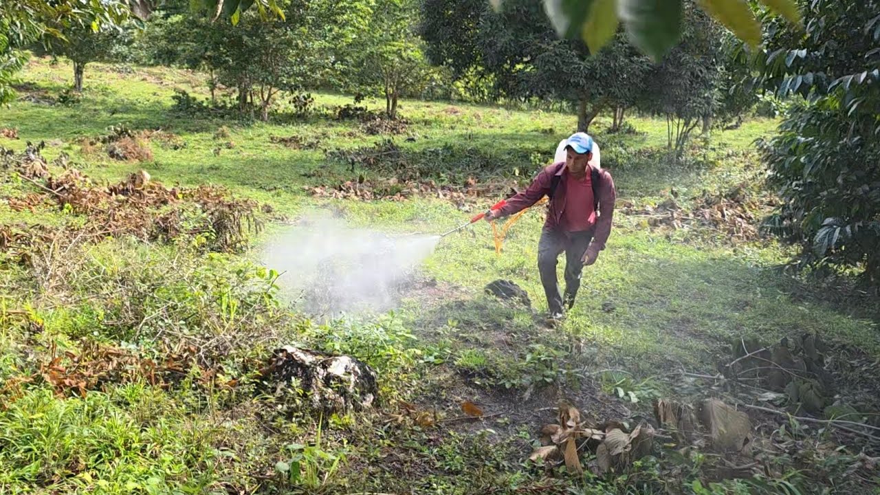 Haciendo Realidad la siembra de pasto en mi Finca.