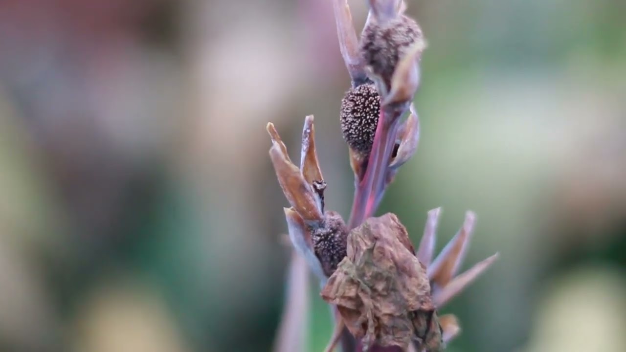 50mm lens test with 4000d (with different settings)