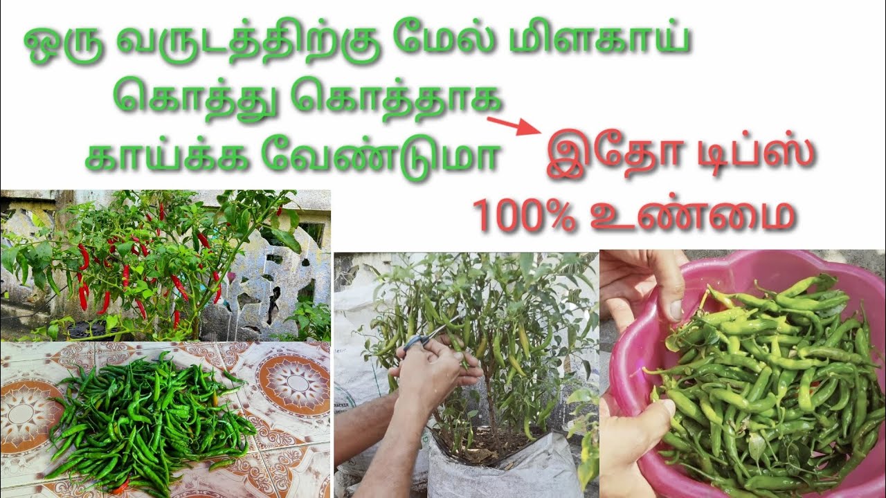 பச்சை மிளகாய் வளர்ப்பு முதல் அறுவடை வரை. how to grow chillies terrace garden 🌶️🌶️🌶️🌶️