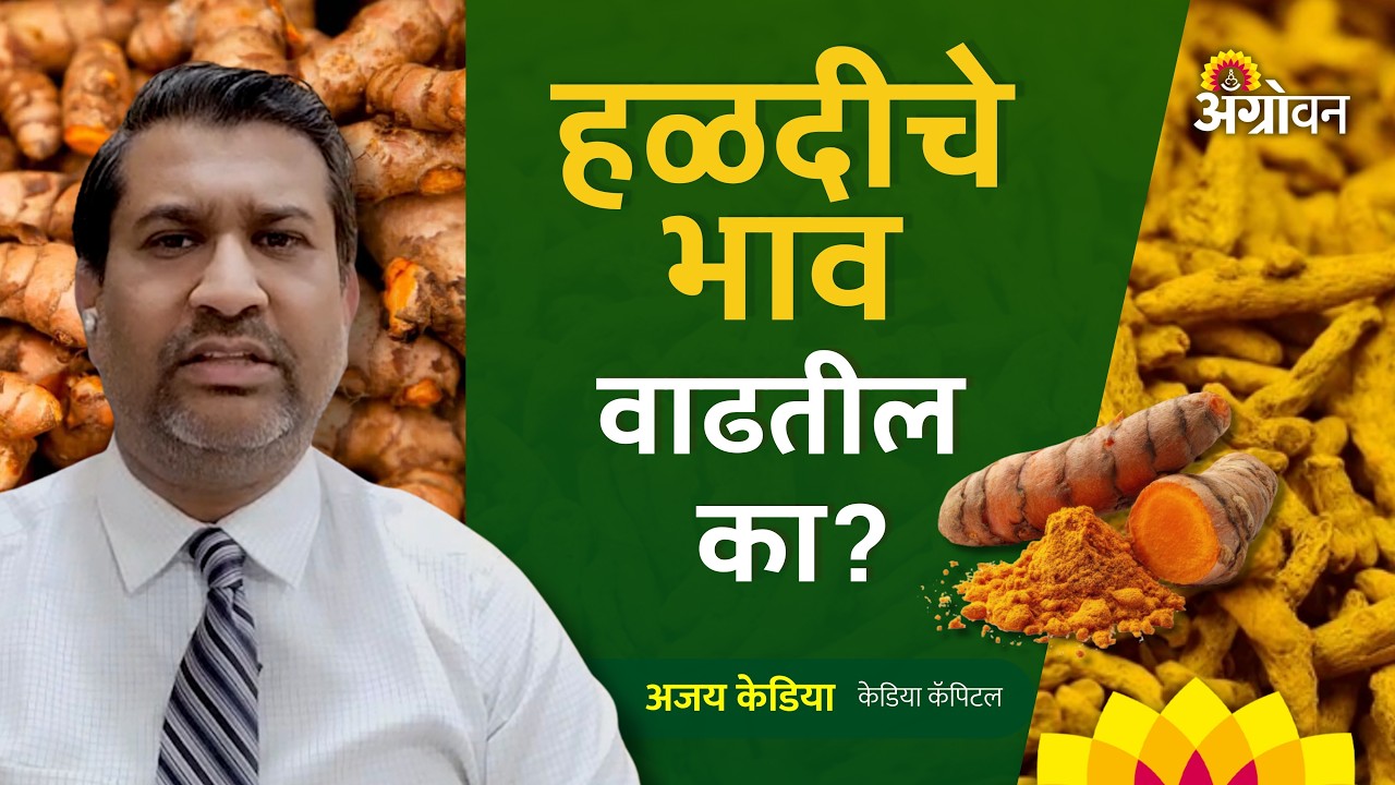 Turmeric Rate: हळदीला सध्या बाजारात काय भाव मिळतोय ? | Agrowon