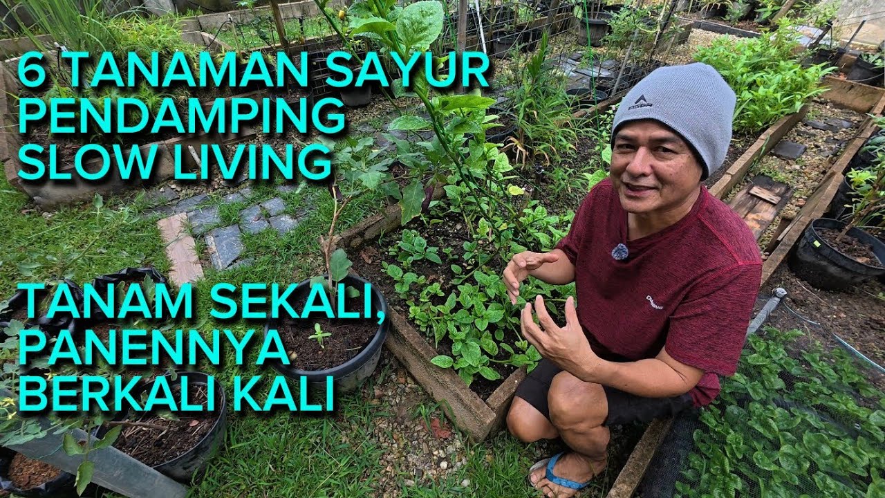 6 Tanaman Sayur Anti Gagal Pendamping Slow Living