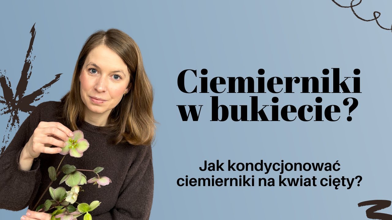 Ciemierniki w bukiecie? Jak kondycjonować