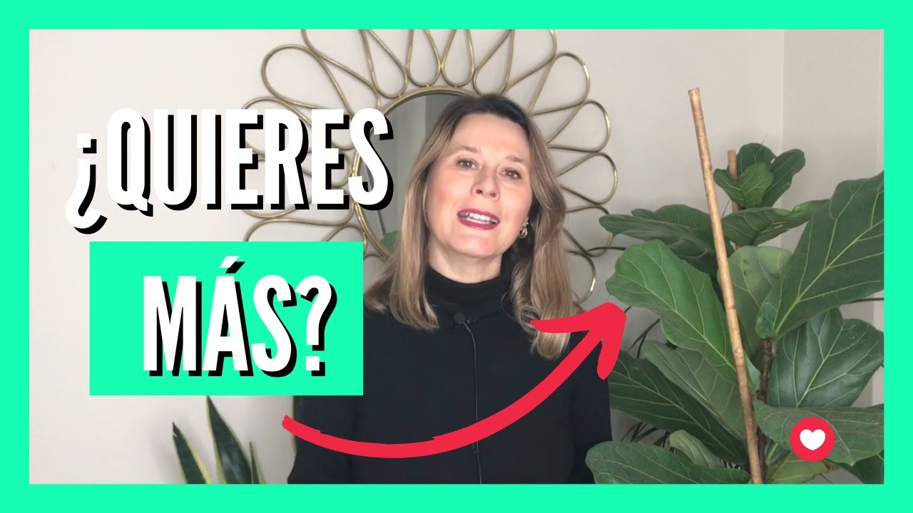 ❤️  Cómo Propagar el Ficus Lyrata: Resultados y Paso a Paso, por esquejes de tallo y hoja ❤️