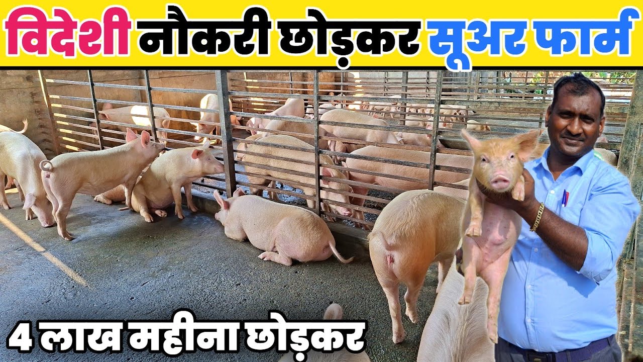 4 लाख महीना छोड़कर 🐖 Pig farming || Pig Farm 
