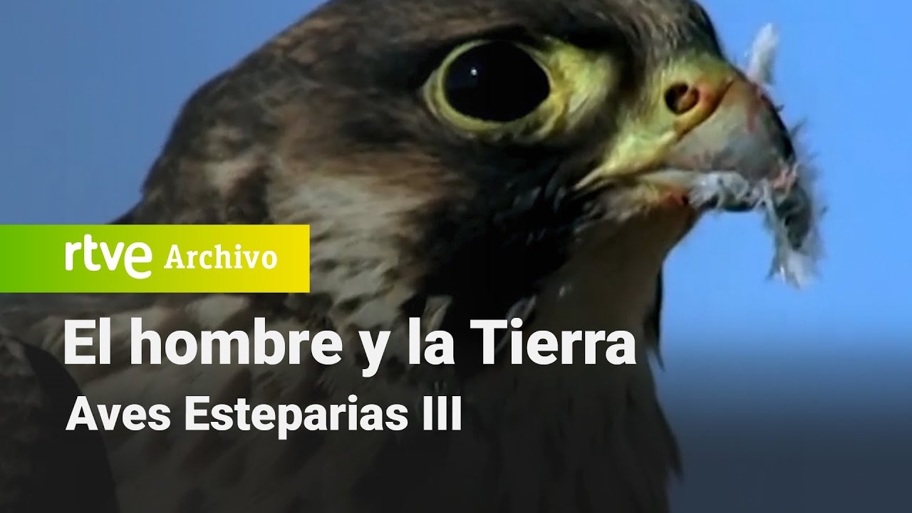 El hombre y la tierra: Capítulo 105 - Aves Esteparias III | RTVE Archivo
