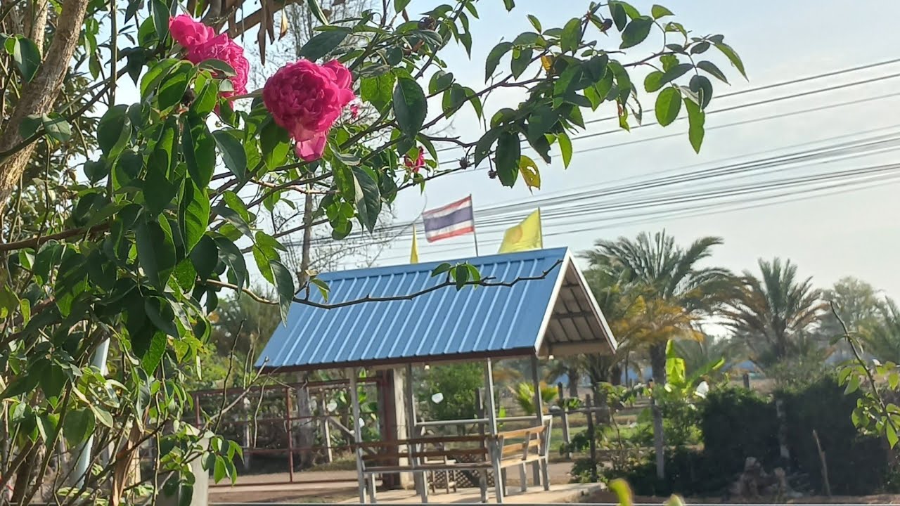ความสุขแบบไทยๆ#พระศรีอริยะเมตไตรย #ศาสนาพุทธะภูมิ #พุทธะชวาลา chawala กำลังถ่ายทอดสด!