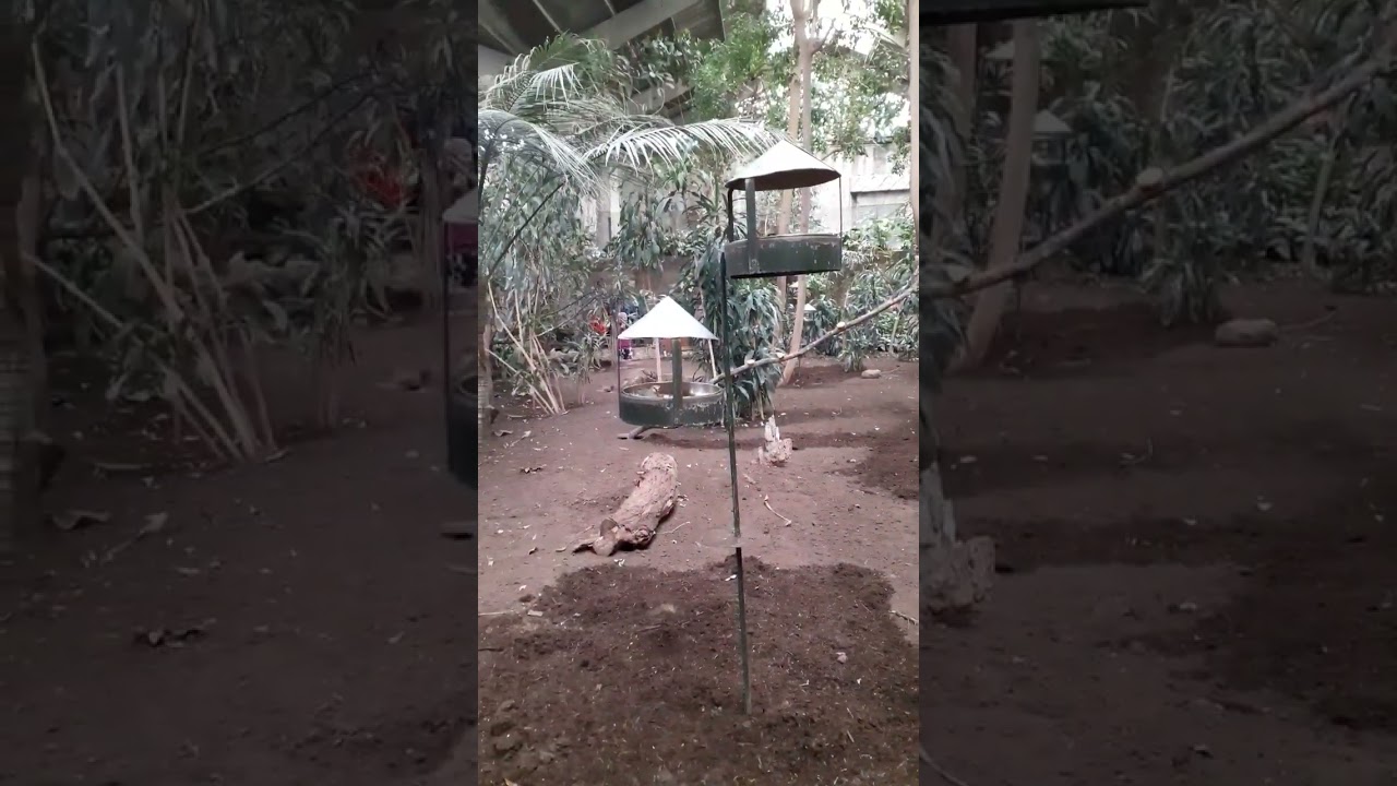 exotic/tropical birds at chester zoo's tropical realm 🐦🕊🦅🐤🌷🌱🪴🌲🌳🌴