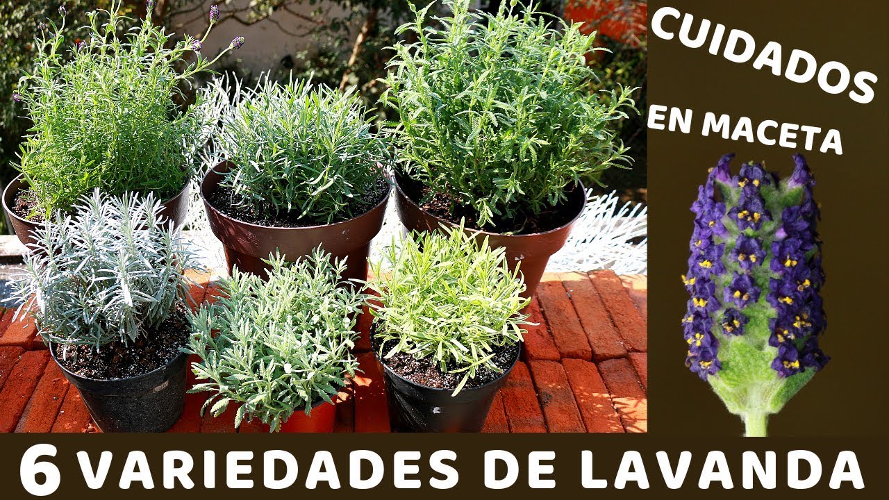 NO VOLVERAS A PERDER TU PLANTA DE LAVANDA CON ESTOS CUIDADOS