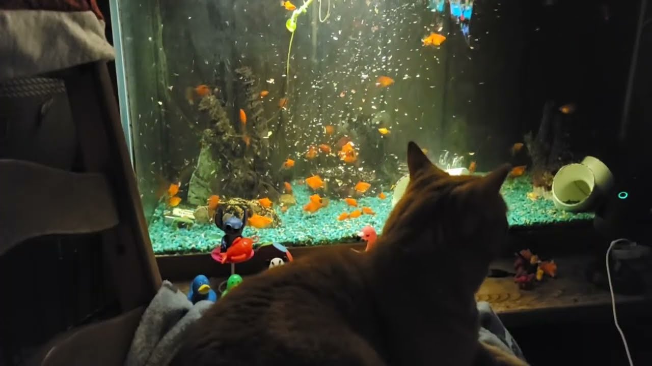 #Quiet #SleepStream #Fish Foreground, #Cat in the fore-er ground #Replay 01.27.2026
