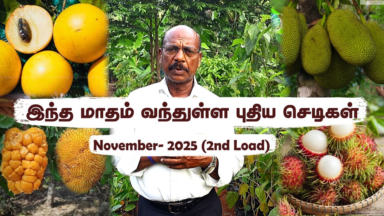 🤯New Load Arrived✨ ஆரஞ்சு கம்போடியன் பலா வந்துருக்கு! Heavy Yield + Compact Tree Secrets Revealed 🌳🍊