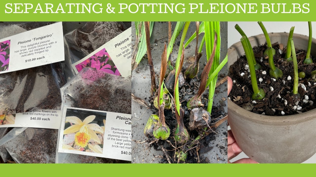 Separating and potting Pleione orchid bulbs