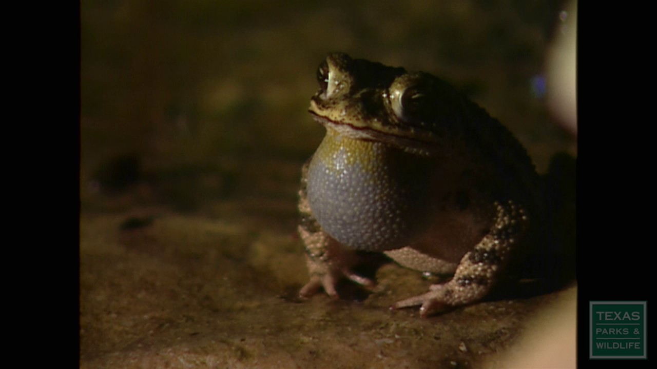 My Frog Pond