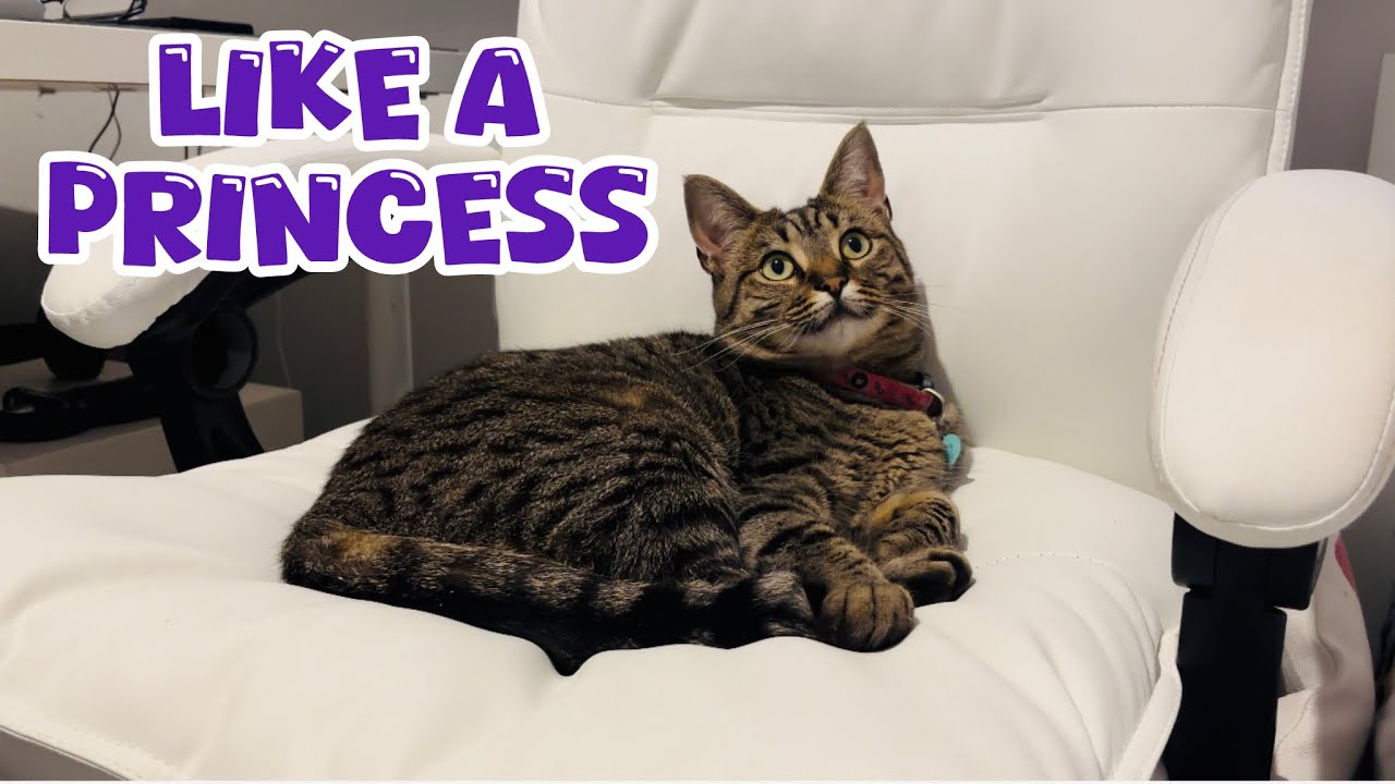 Funny conversation / My cats like a princess /Mica and Zaosia