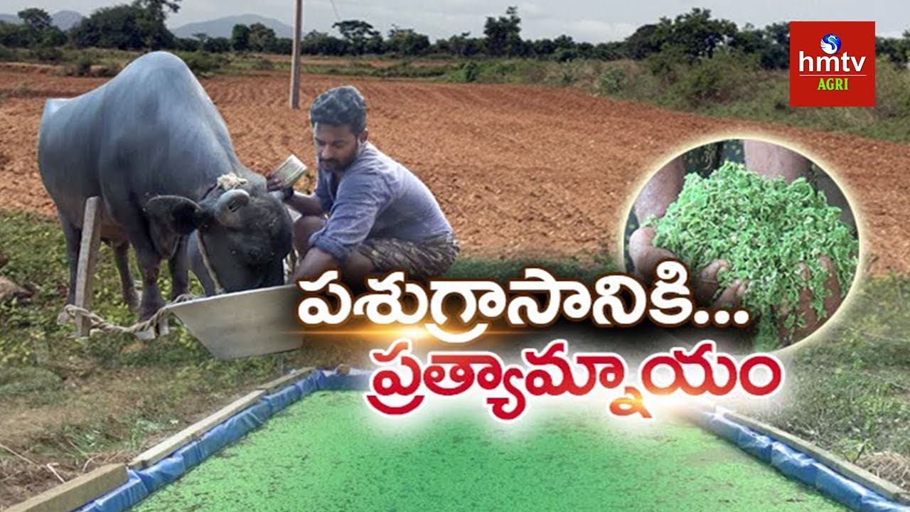 పశుగ్రాసానికి ప్రత్యామ్న్యాయం | Alternative Feeds for Cattle | hmtv Agri