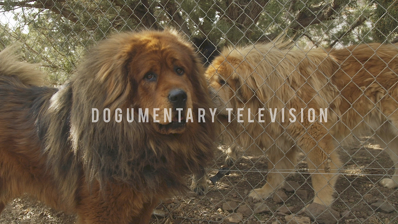 ALL ABOUT TIBETAN MASTIFF: LOYAL GUARD DOG AND SO MUCH MORE