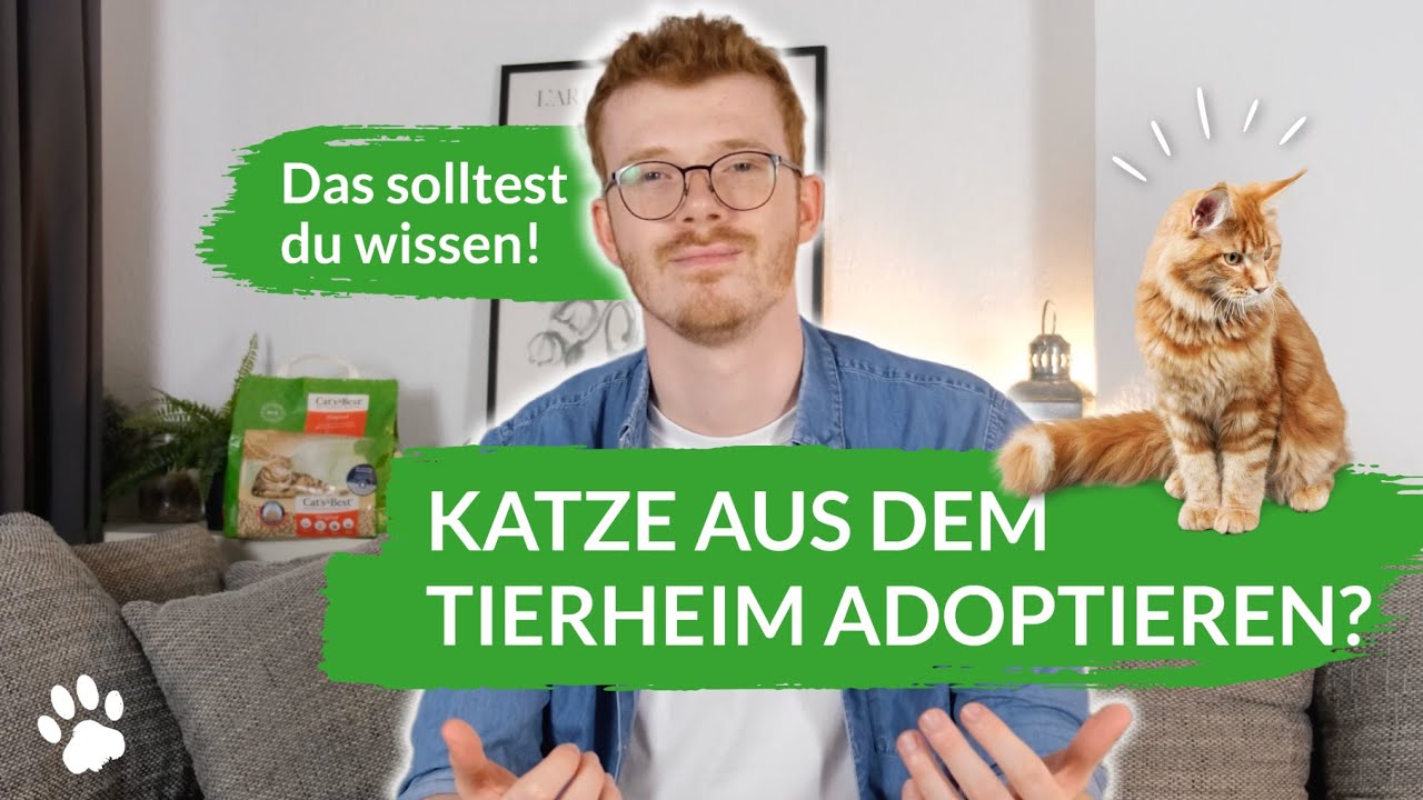 Katze aus dem Tierheim adoptieren: Ablauf, Kosten & wichtige Tipps