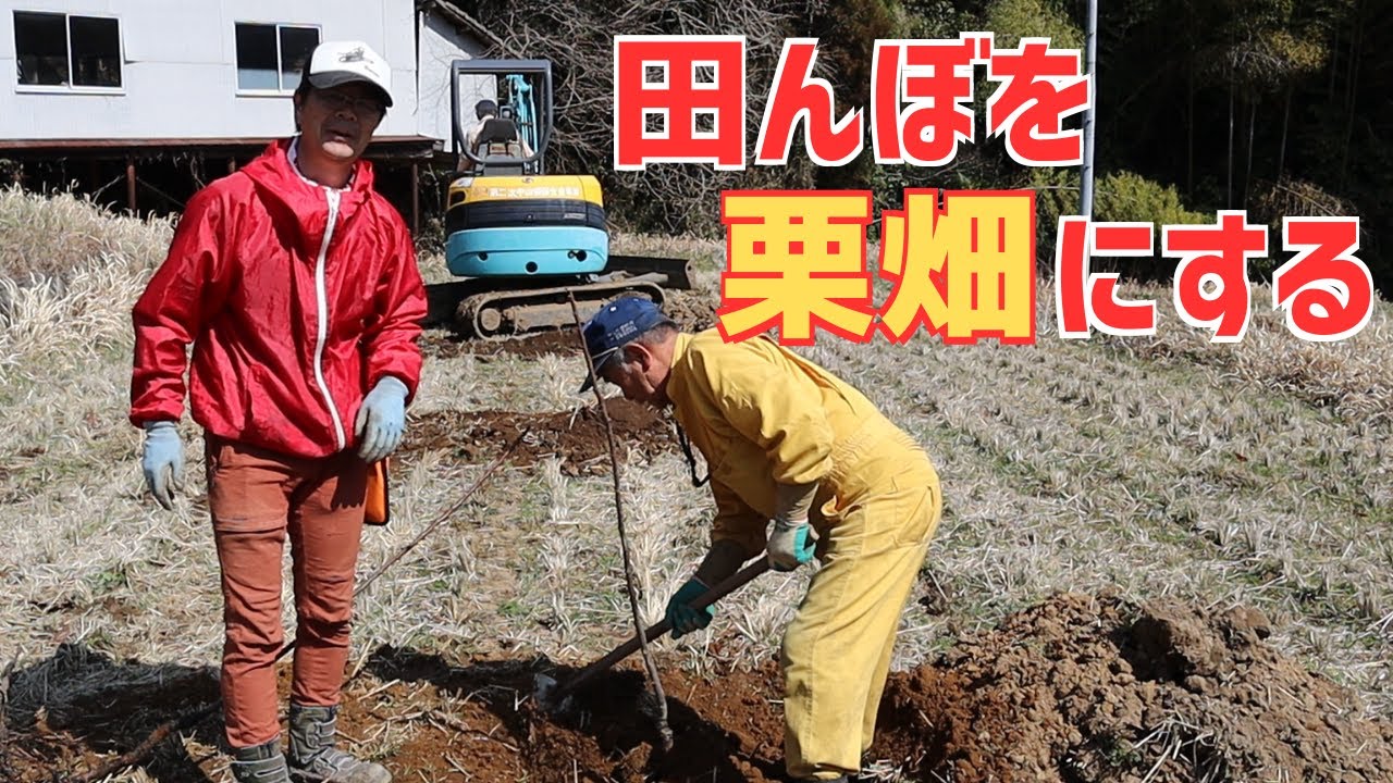 田んぼを栗畑に転換する！苗木植え初日は晴天で最高だった！