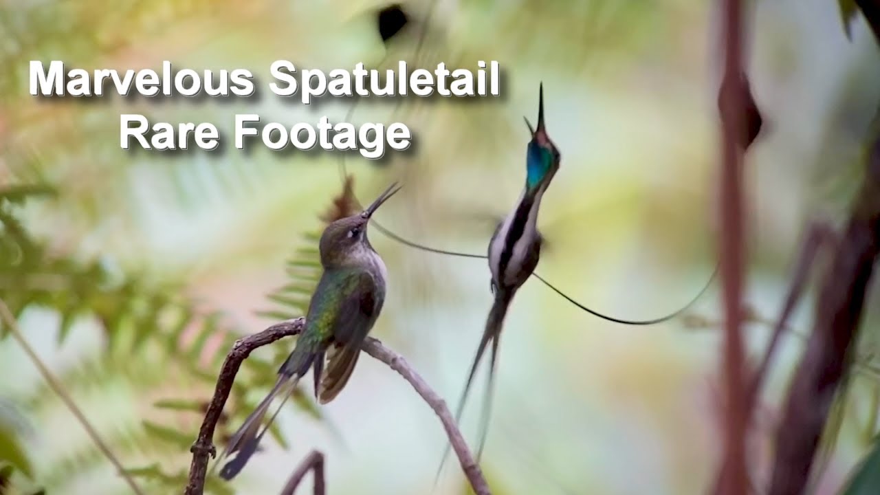 Rare Hummingbird Footage: Marvelous Spatuletail Mating Dance