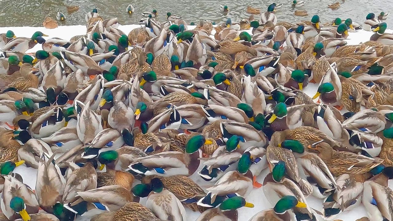 Hosting a Short Brunch for the Arctic Ducks [4K] Mallard Ducks