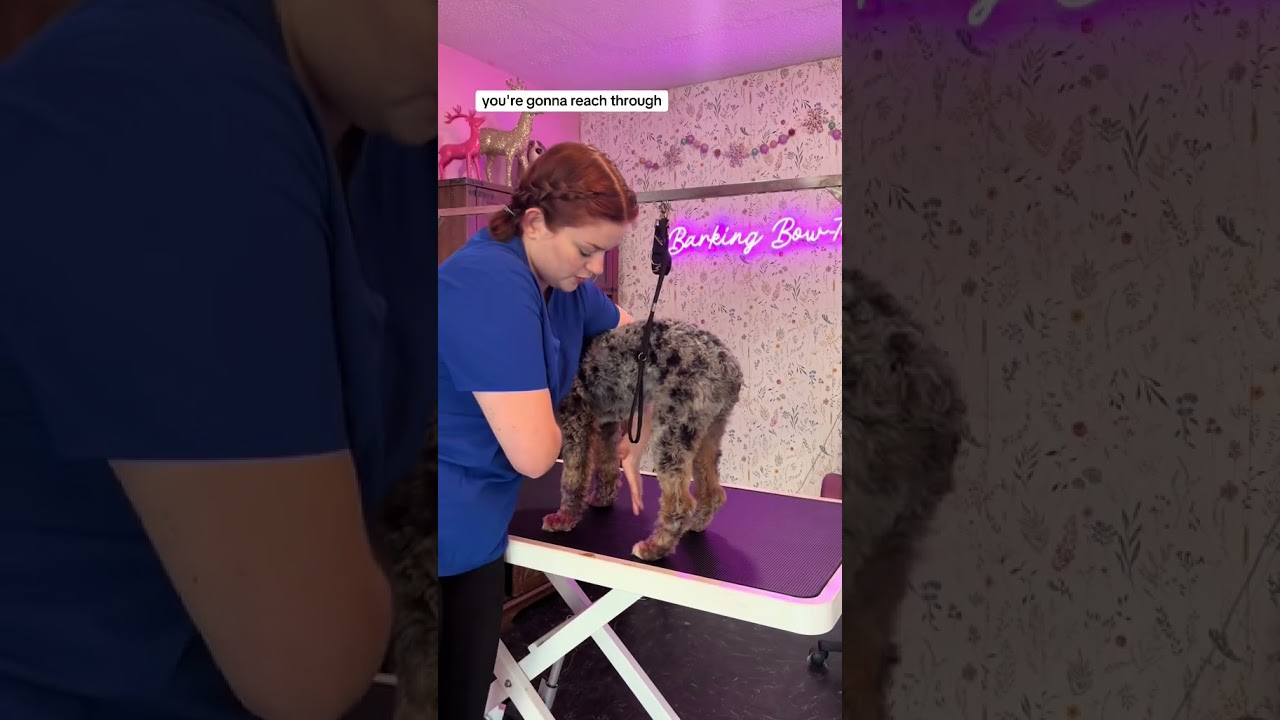 Как подстричь когти дергающейся/агрессивной собаке 🐶 #собака #собачьикорты #уход #жизньсобаки