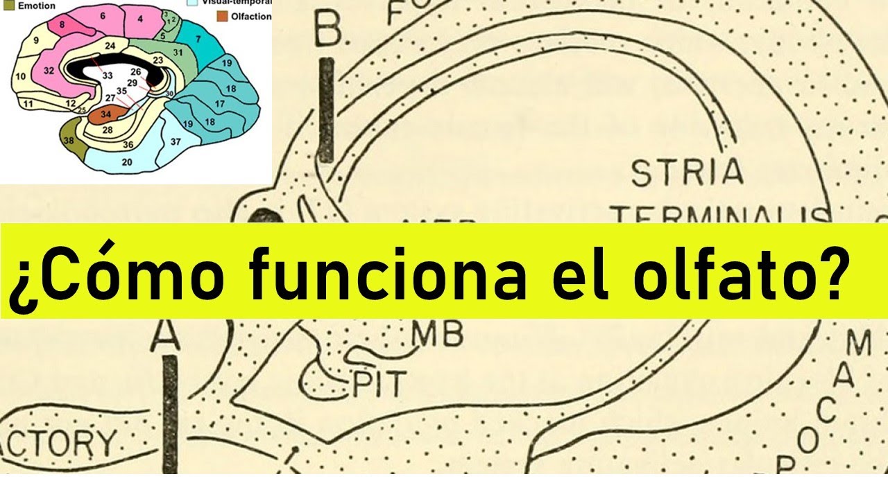 Psicofisiología del sistema olfativo ¿Cómo percibimos olores?