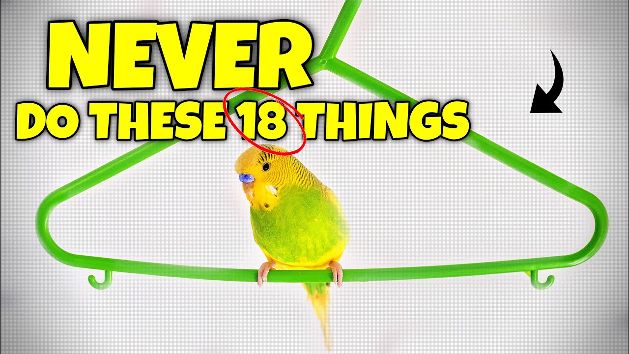 18 Things Bird Keepers Should Never Do (Biggest Mistakes Bird Keepers Make)
