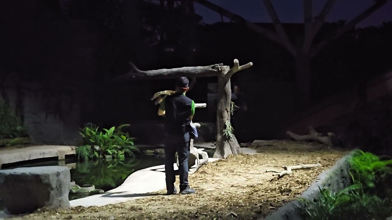 Mandai Wildlife Reserve萬態野生動物園 Night Safari 夜間動物園
