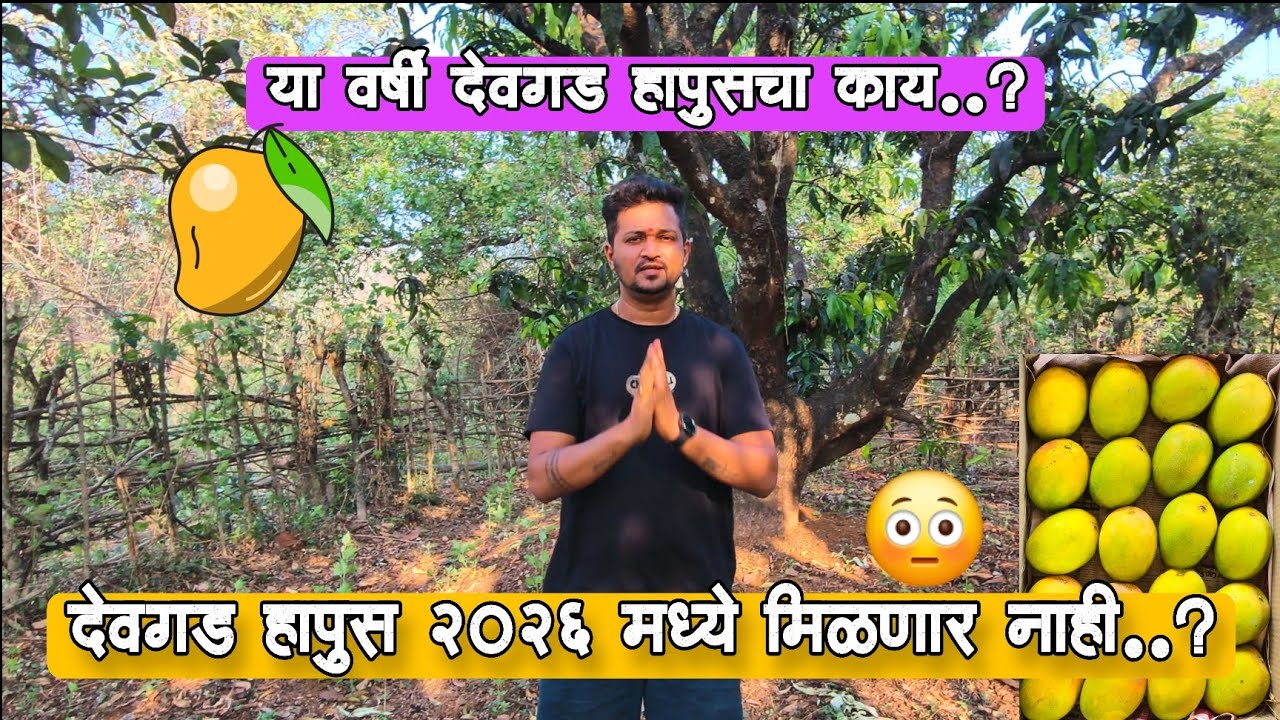 ह्या वर्षी तुमका देवगड हापूस मिळणार नाय ? बघा देवगड हापूसचा काय झाला 😳 