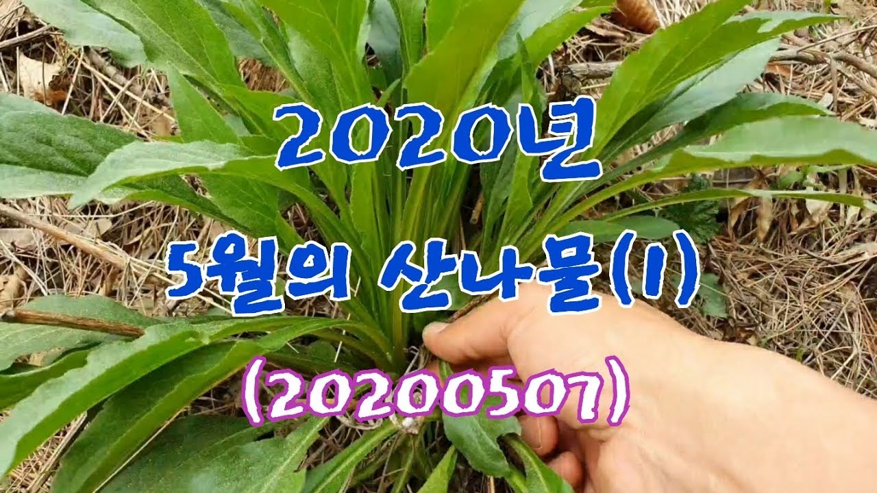 #2020년 5월의 산나물(1)200507 청미래덩굴 꿀풀 참죽나무 오갈피 회잎나무 음나무 민청가시덩굴 광대싸리순 미역취 산도라지 산초순 등골나물 이고들빼기 까치수염 등...